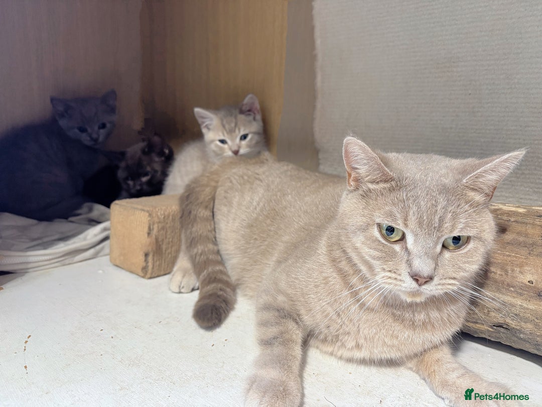 British Longhair cats for sale: Beautiful and Playful kittens - Image 12