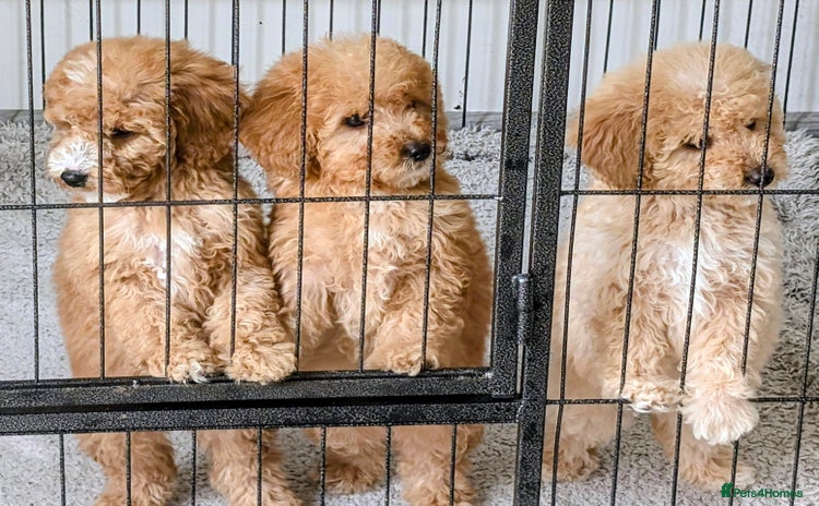 Labradoodle dogs - Advert 1