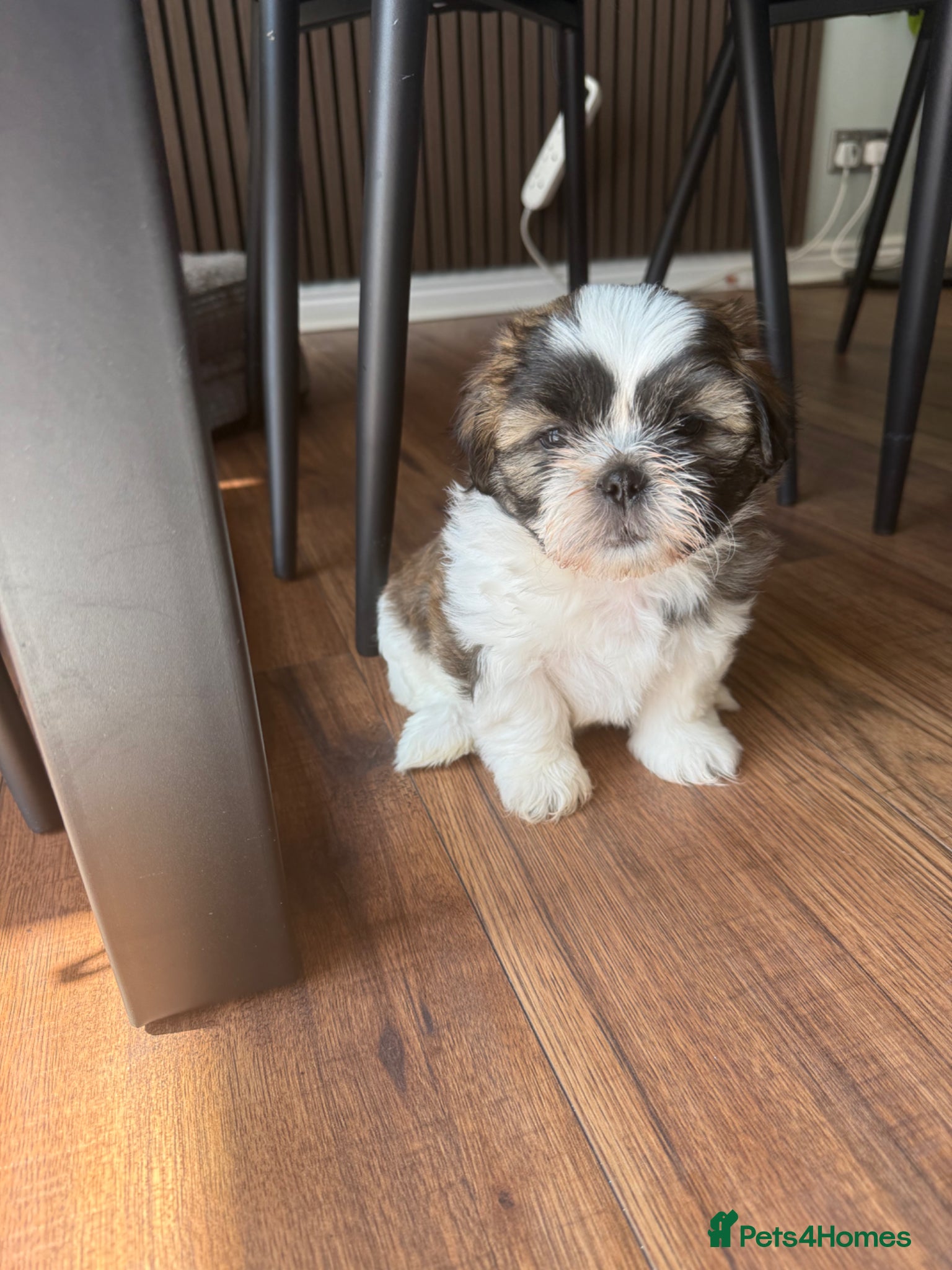 Shih Tzu dogs Purebred Shih Tzu Puppies Looking for Loving Homes - Advert 3