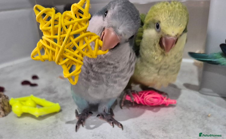 Parrots birds - Advert 3