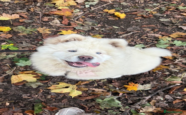 Chow Chow dogs - Advert 2
