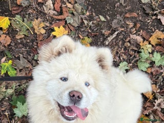Chow Chow dogs - Advert 21