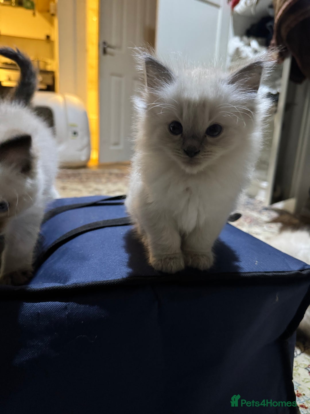 Ragdoll cats for sale: Pure Ragdoll Kittens – 8 Weeks Old–Ready in 2 Days - Advert 5