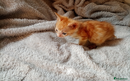 Mixed Breed cats for sale: Lovely Ginger and Rosetted Kittens - Image 31