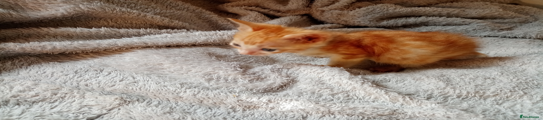 Mixed Breed Kitten 8
