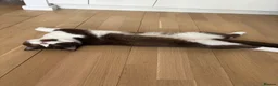 British Shorthair cats for sale: Bicolour British shorthair (brown and white) - Advert 9