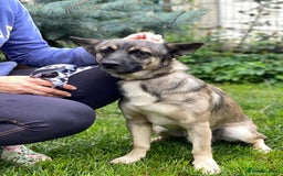 Mixed Breed dogs for adoption: 💙🐶 KAI 🐶💙 - Image 11