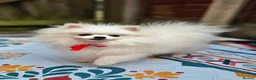 Pomeranian dogs for sale: Super Tiny Boy Orange Sable - Advert 10