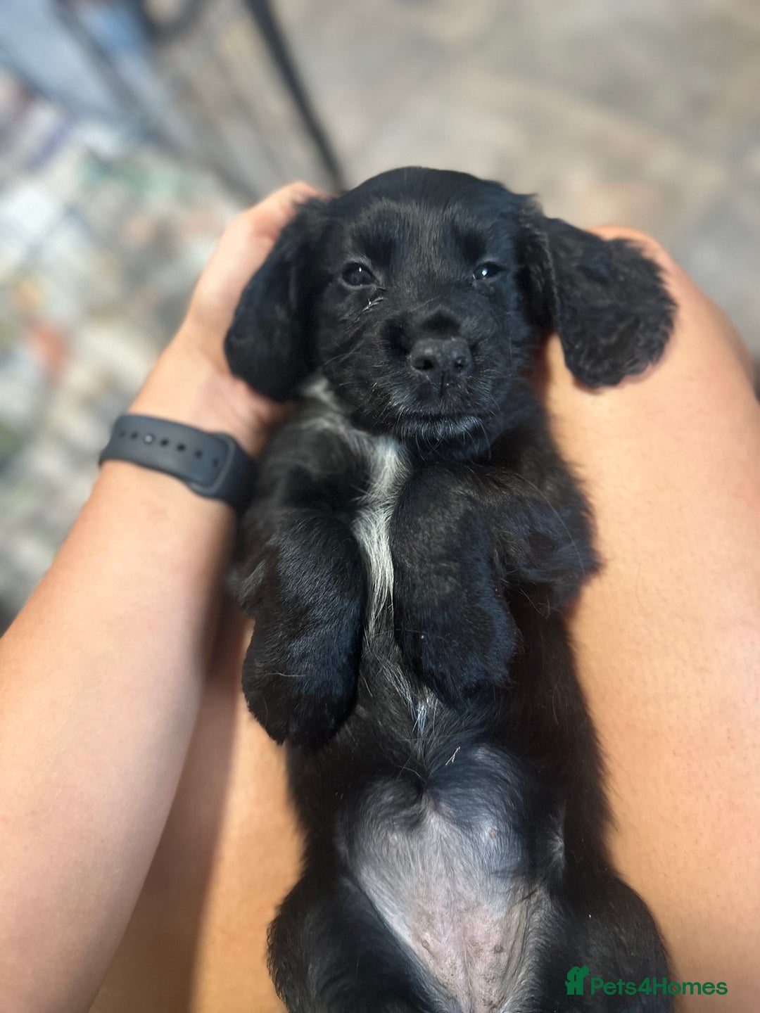 Cocker Spaniel dogs for sale: KC reg working cocker spaniels  - Image 6