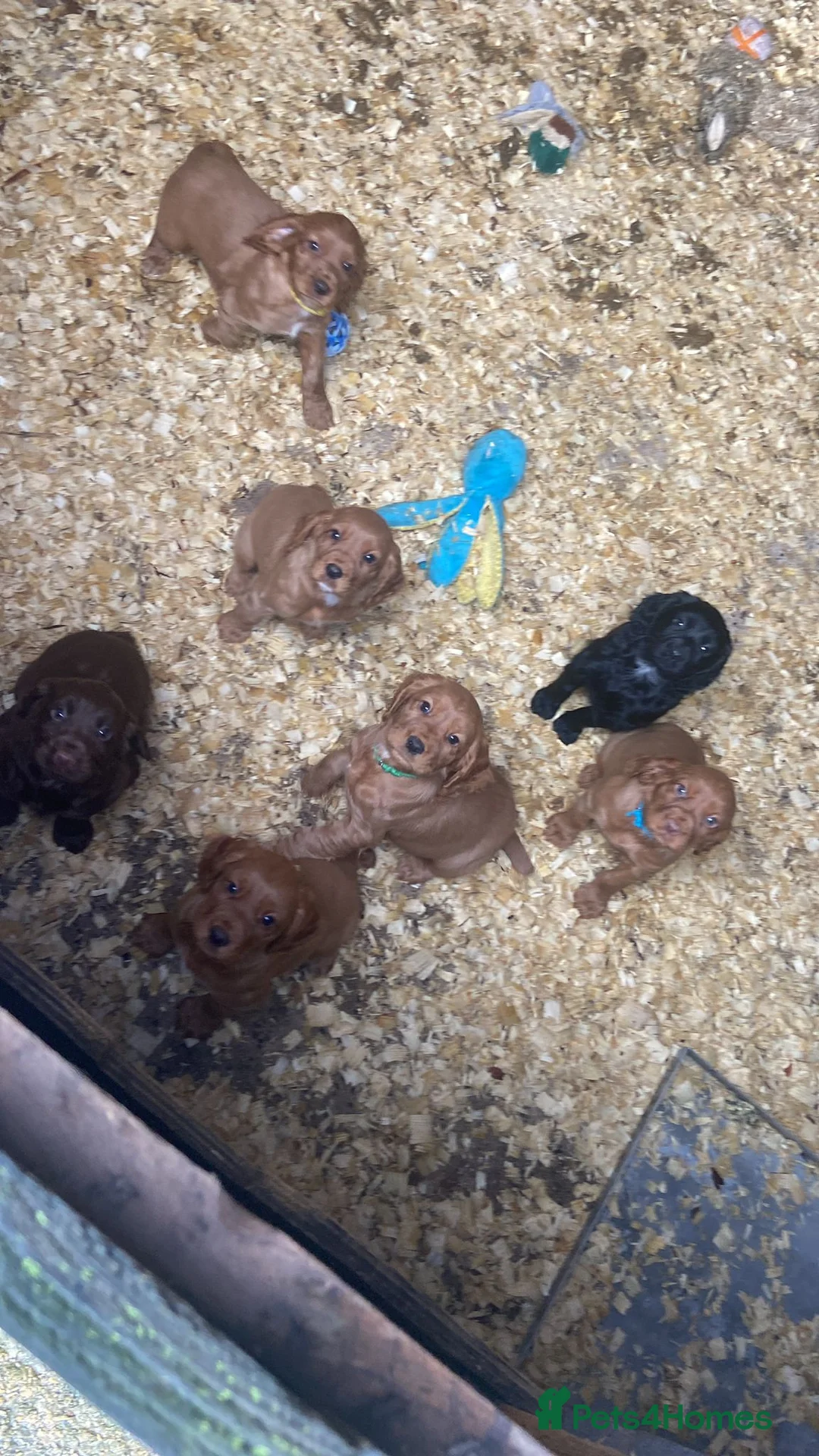 Cocker Spaniel dogs for sale: Working cocker spaniels  - Advert 2