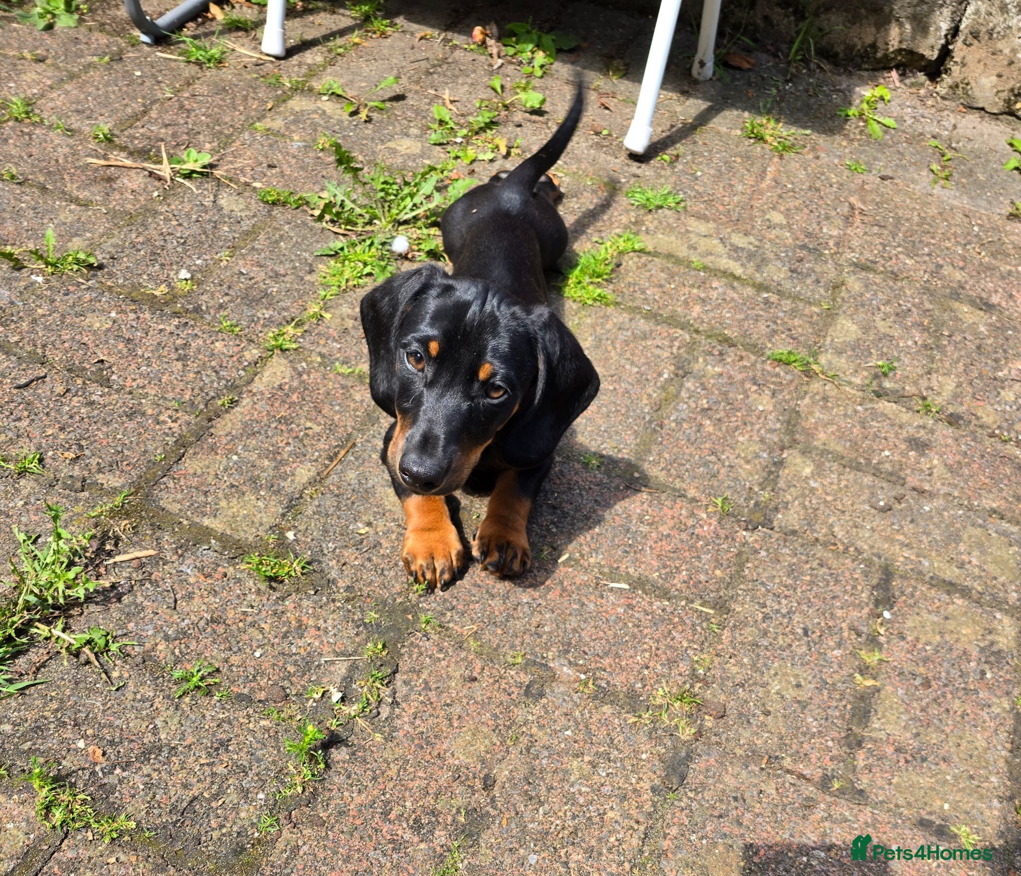 Dachshund dogs Fully vaccinated half long hair black and tan boy - Advert 1