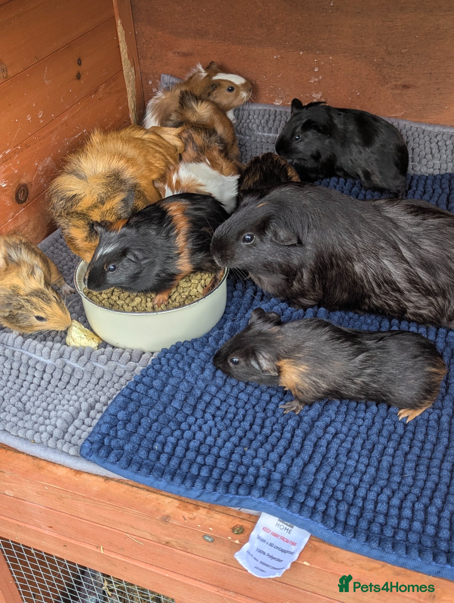 Guinea Pig rodents for sale: Beautiful mixed litter of baby guinea piggies. - Advert 1