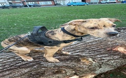 American Bulldog dogs for sale: Lila  - Image 2