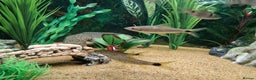 Loaches fish for sale: Clown loach and Flying Silver Fox - Advert 1