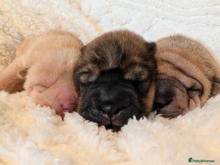 Shar Pei dogs for sale - Advert 1
