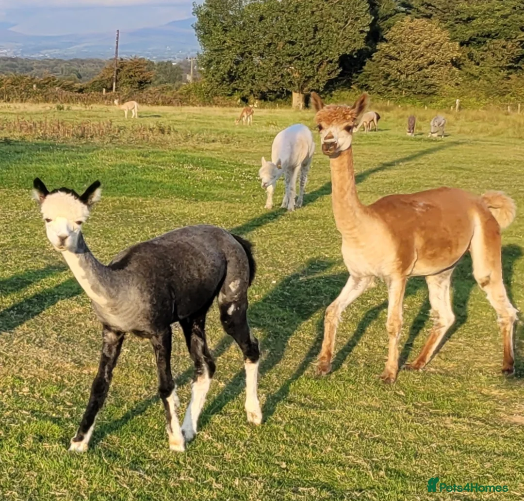 Alpaca livestock for sale: Alpacas for Sale - Advert 11