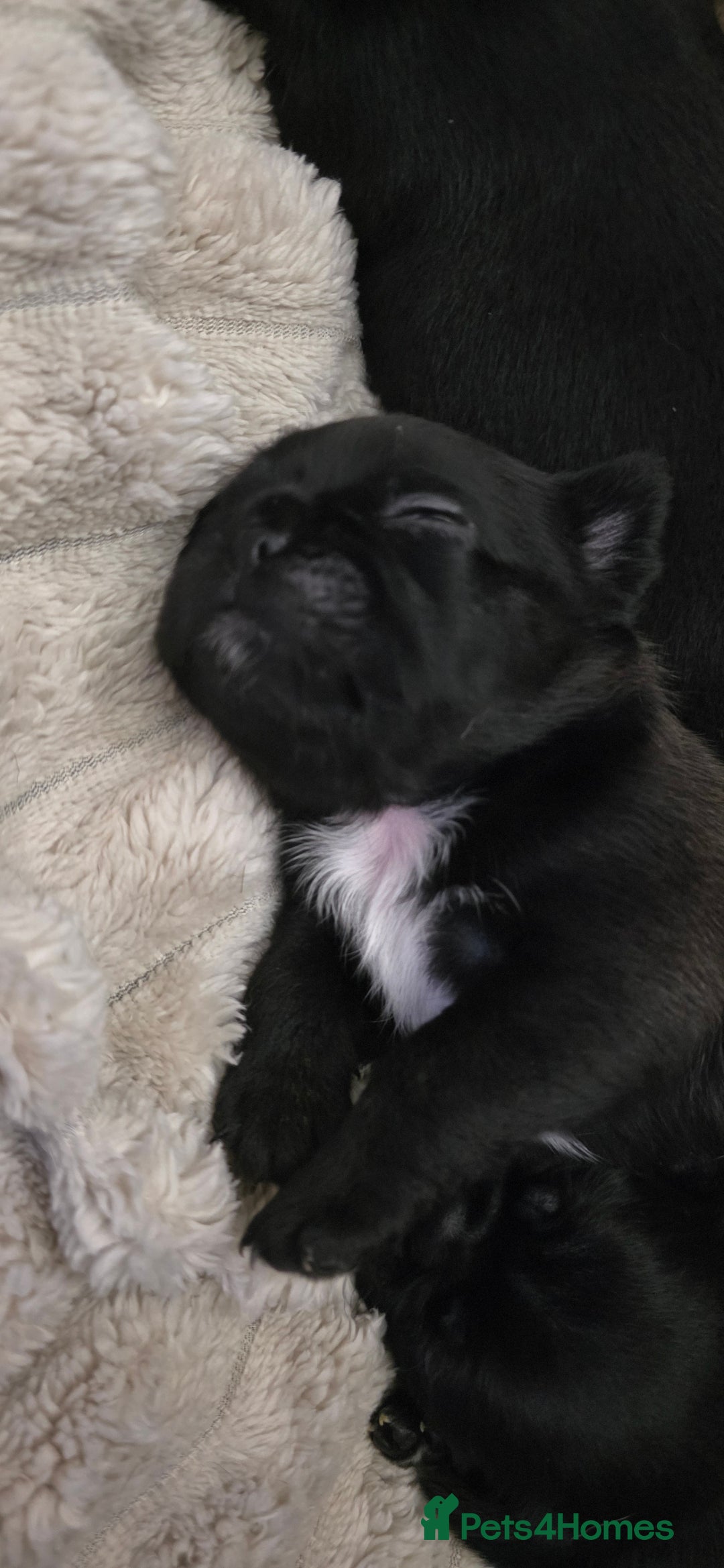 Mixed Breed dogs for sale: Mixed breed puppies for sale - Image 3