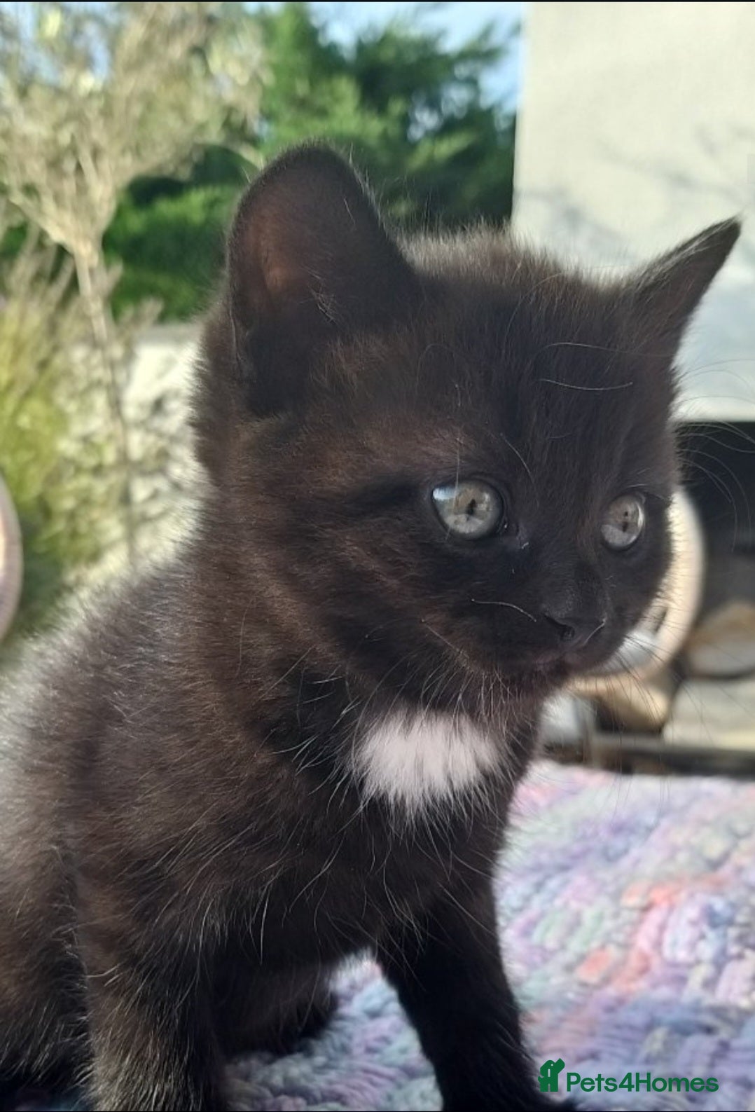 British Shorthair cats Gorgeous Domestic shorthair kittens - Advert 13