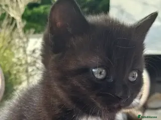 British Shorthair cats Gorgeous Domestic shorthair kittens - Advert 13