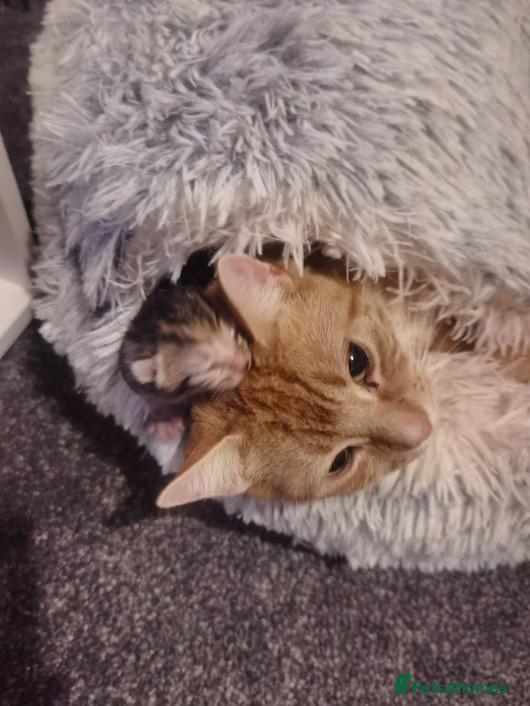 Mixed Breed cats for sale: Gorgeous Ginger and Tabby kittens ready now in Birmingham - Advert 2