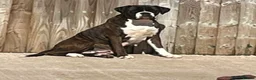 Boxer dogs for sale: Brindle & White 5 Year old Female - Advert 5