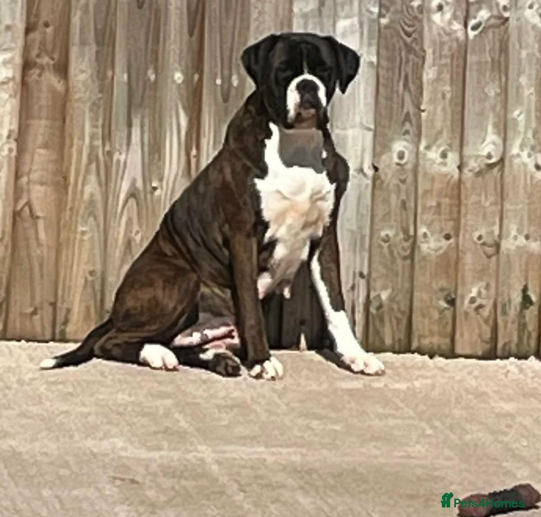 Boxer dogs for sale: Brindle & White 5 Year old Female - Advert 5