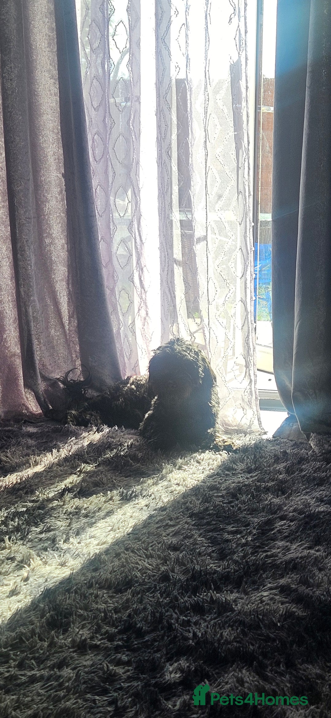 Mixed Breed dogs for sale: Male yorkipoo  - Advert 7