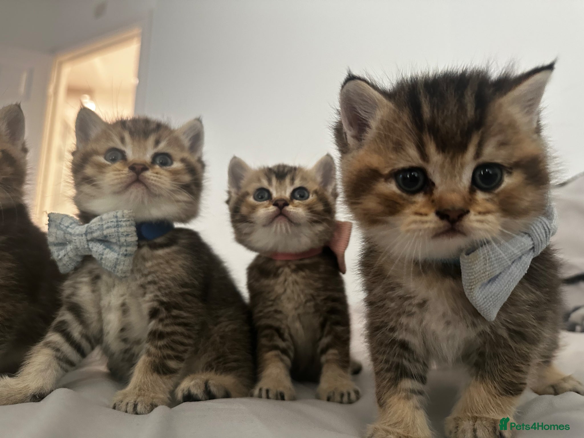 British Shorthair cats Golden BSH Kittens  GCCF Registered - Chunky bear  - Advert 2