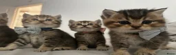 British Shorthair cats for sale: Golden BSH Kittens  GCCF Registered - Chunky bear  - Advert 12