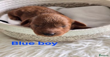 Cavapoo dogs - Advert 13