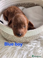 Cavapoo dogs - Advert 13
