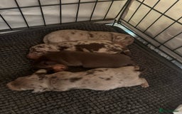 Miniature Dachshund dogs for sale: Perfectly sized miniature dachshunds. - Image 2