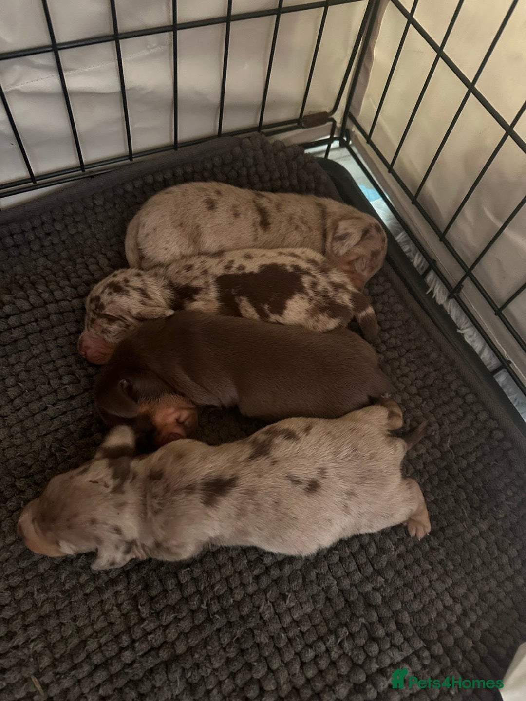 Miniature Dachshund dogs for sale: Perfectly sized miniature dachshunds. - Image 2