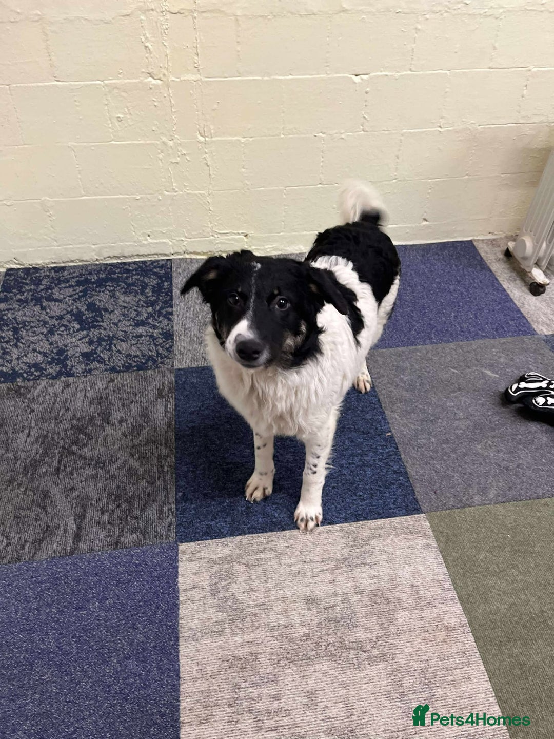 Mixed Breed dogs for adoption: TILLY - Advert 4