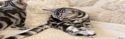 British Shorthair cats for sale: Stunning Silver BSH Kittens GCCF Champion Lines - Advert 16