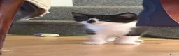 Mixed Breed cats for sale: 3 little males looking for a new home - Advert 14