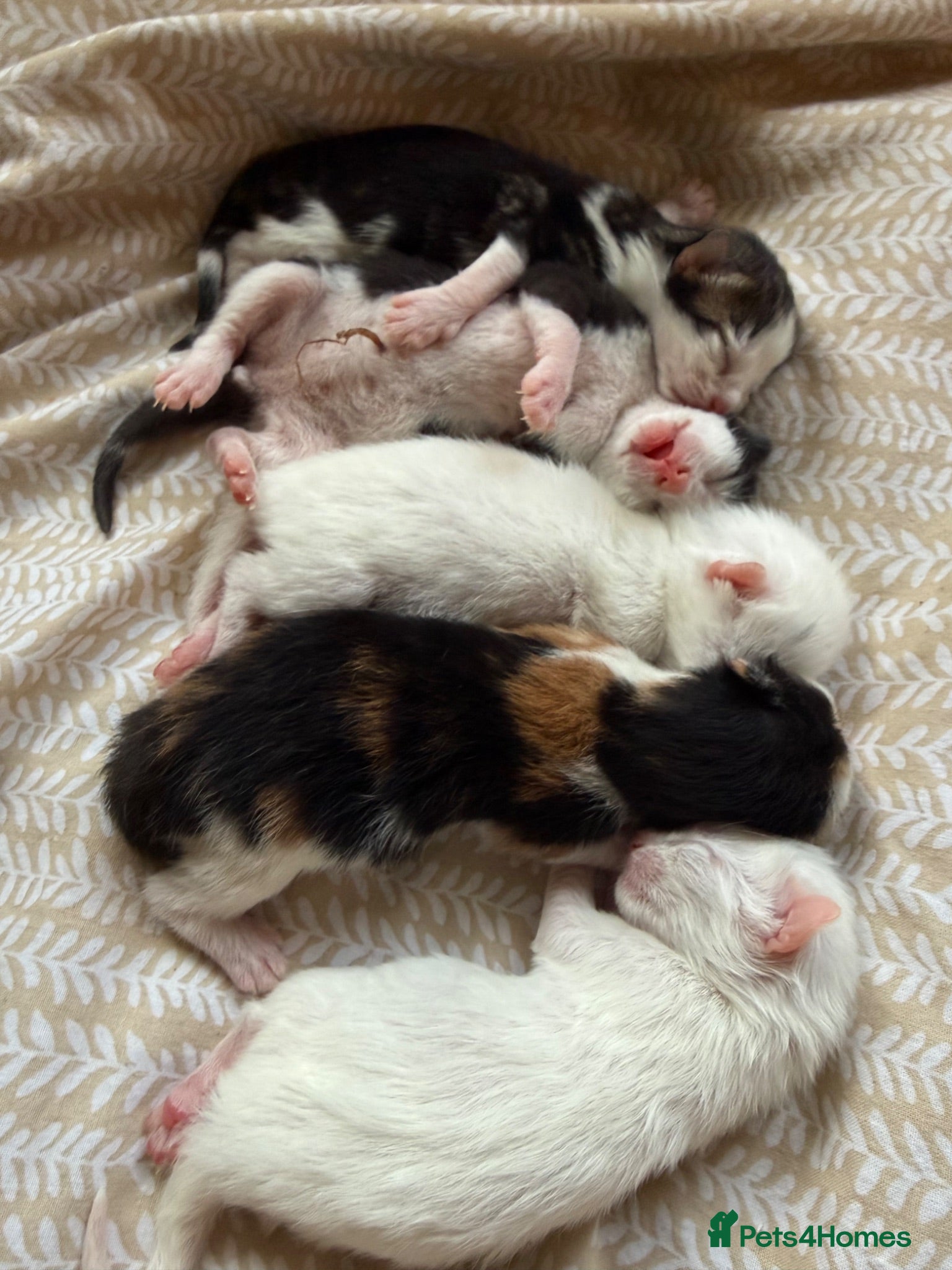 Mixed Breed cats 4 healthy kittens ready in the next upcoming weeks - Advert 1