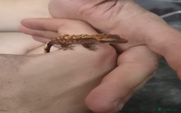 Gecko reptiles for sale: Crested Gecko Babies - Image 1