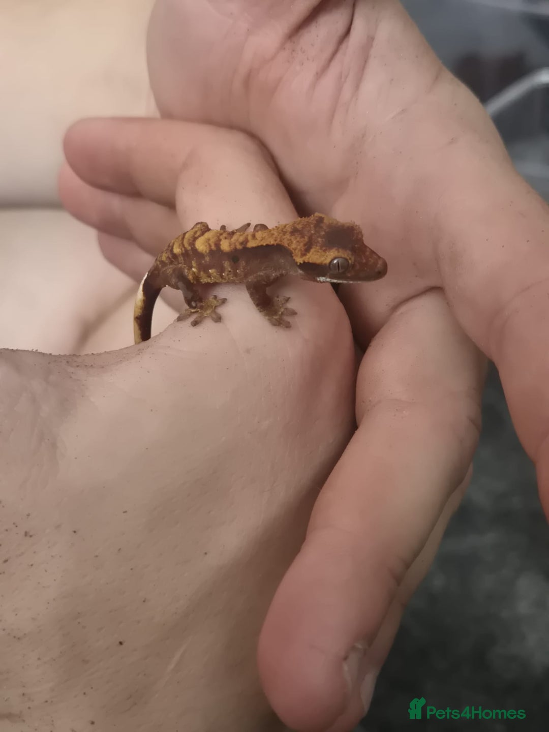 Gecko reptiles for sale: Crested Gecko Babies - Image 1