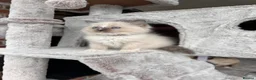 Ragdoll cats for sale: Ready Now! Beautiful Ragdoll Kittens! Xx  - Advert 27