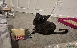 Mixed Breed cats for sale: Scarlett  - Advert 1