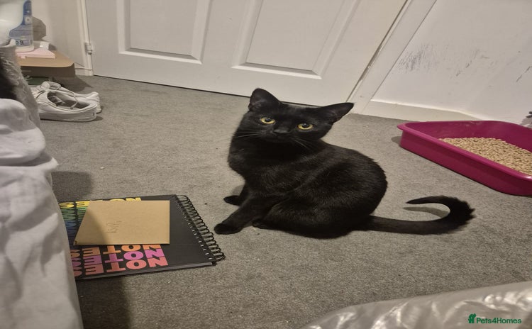 Mixed Breed cats Scarlett  - Advert 2