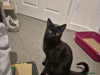 Mixed Breed cats for sale: Scarlett - Advert 1