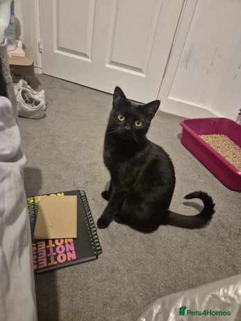 Mixed Breed cats Scarlett - Advert 2