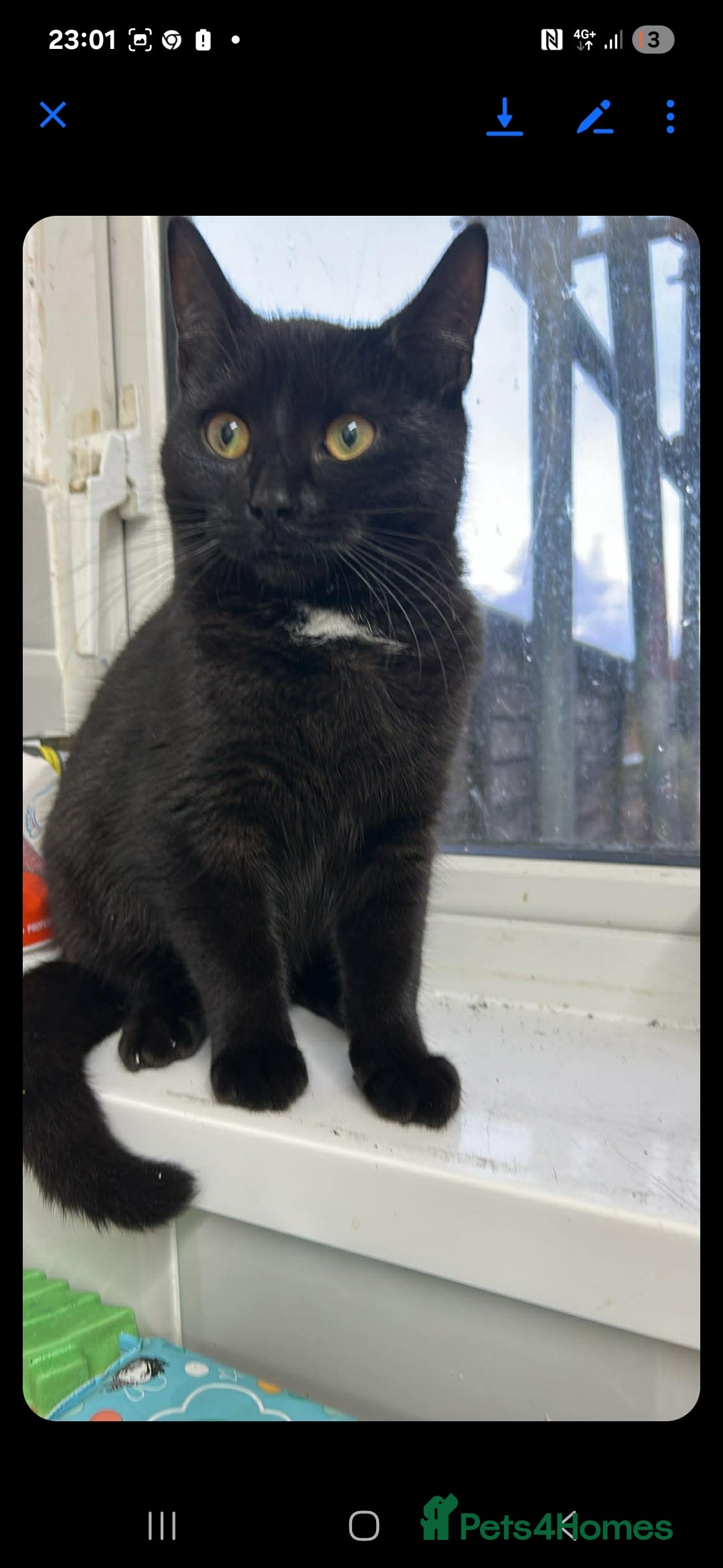 Domestic Shorthair cats for sale: 6 month old girl - Advert 1