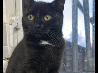 Domestic Shorthair cats 6 month old girl - Advert 2