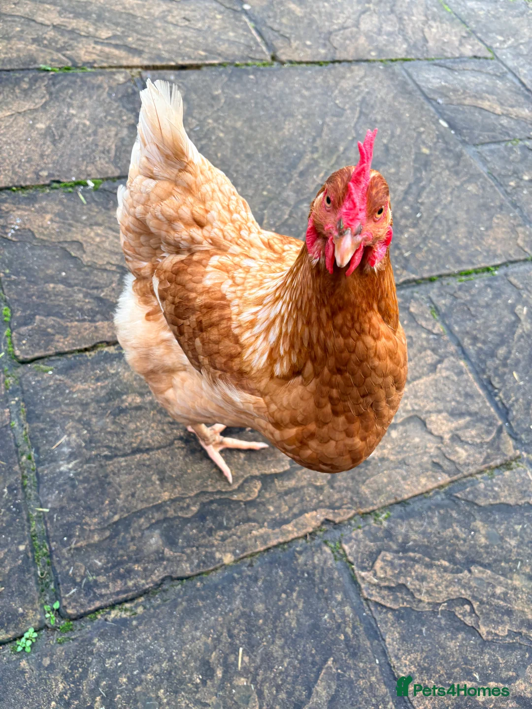 Hens poultry for sale: 2 Hens for sale - Advert 3