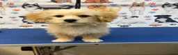 Maltipoo dogs for sale: Rare Red Parti and Biscuit Maltipoo Puppies - Advert 22