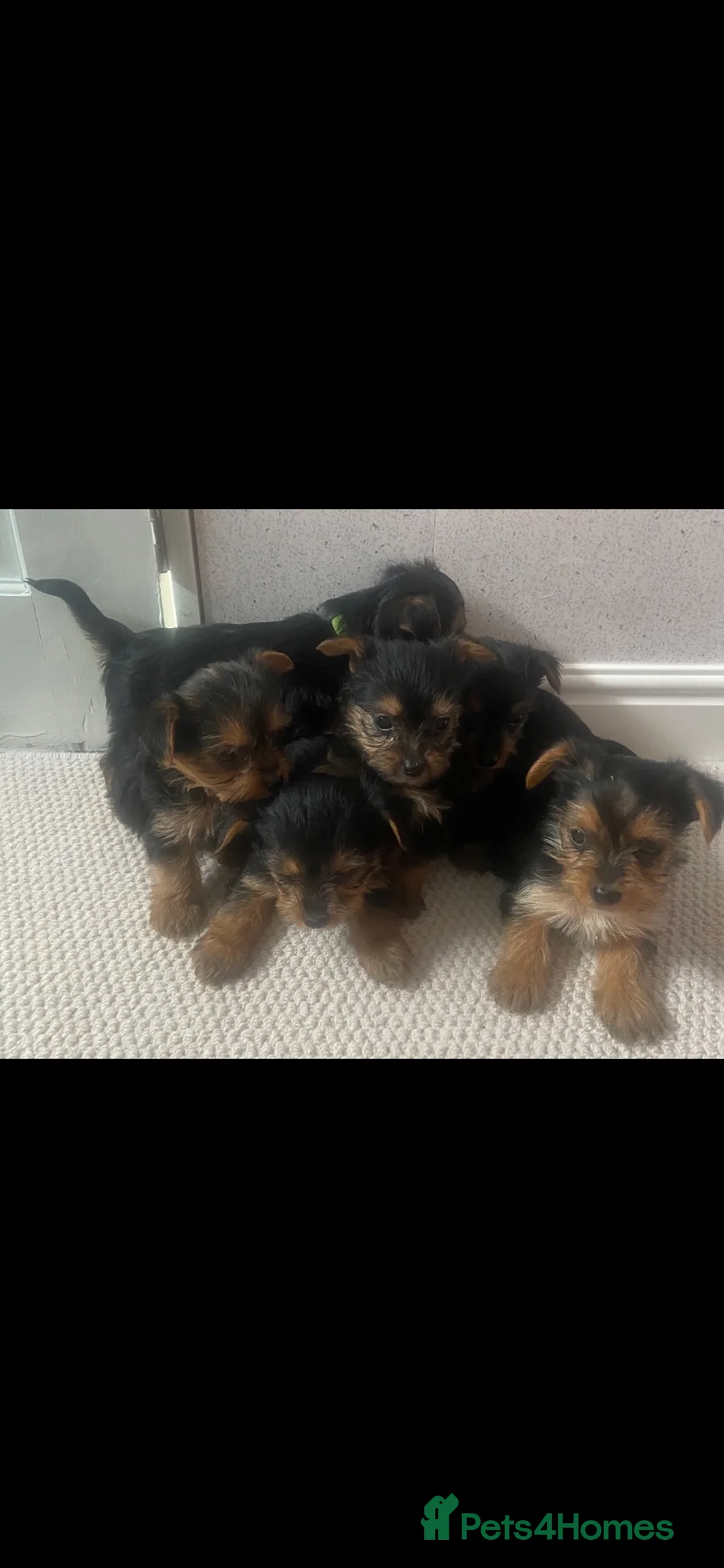 Yorkshire Terrier dogs for sale: Yorkshire terrier puppies for sale  in Northallerton - Advert 2