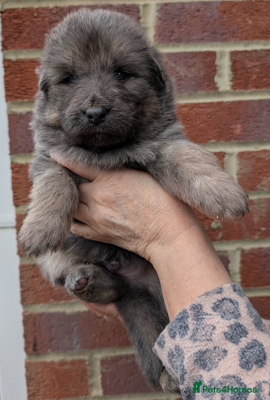 German Shepherd dogs for sale: Gorgeous and Rare German Shepherd Puppies for Sale - Advert 7
